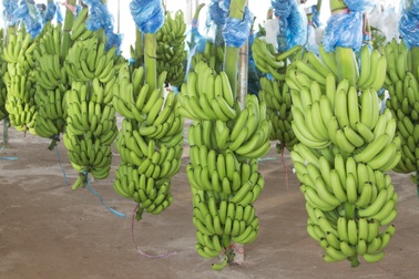 Tỷ phú Trần Bá Dương “bắt tay” cùng bầu Đức xuất khẩu lô chuối hơn nửa triệu USD