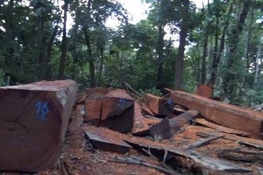 Để mất rừng, Giám đốc công ty lâm nghiệp bị kỷ luật