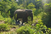 Đắk Lắk cam kết hướng tới chấm dứt du lịch cưỡi voi