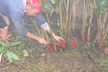 Mùa hái quả "Nữ hoàng gia vị"....