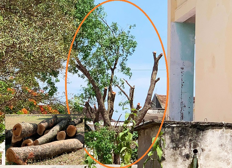 Trường chặt cây xà cừ 40 năm tuổi: Kiểm điểm trách nhiệm cá nhân, tập thể - 2 Trường chặt cây xà cừ 40 năm tuổi: Kiểm điểm trách nhiệm cá nhân, tập thể - 2