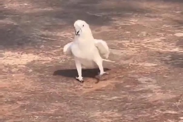 Bật cười trước hình ảnh vẹt mào lắc lư theo điệu nhạc