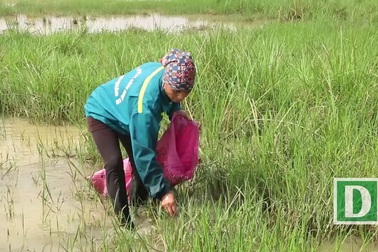 Hà Nội: Bắt ốc bươu vàng bán kiếm vài trăm nghìn mỗi ngày