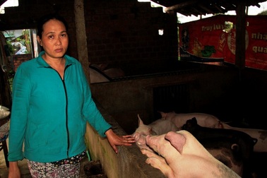 “Giải cứu” heo: Đừng để tư thương, đầu nậu “thông đồng” ép giá, trục lợi