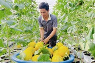 Trồng loại dưa mỗi năm 4 vụ, nông dân thu hàng trăm triệu đồng
