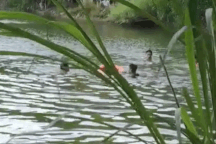 2 nữ sinh lớp 7 tử vong dưới hồ nước