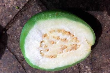 Đà Lạt: Ổi ngâm hóa chất vẫn lừa khách du lịch