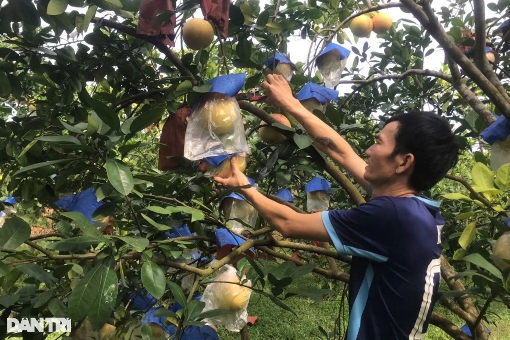 Mặc áo cho giống bưởi tiến vua, nông dân thu lãi hàng trăm triệu đồng - 1