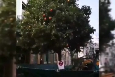 Máy kéo rung vài giây, cả cây cam rụng sạch