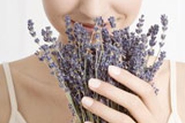 Sức hấp dẫn của oải hương 