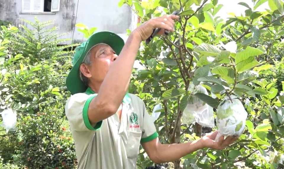 Bén duyên với ổi khổng lồ, lão nông kiếm hàng trăm triệu đồng/năm - 3 Bén duyên với ổi khổng lồ, lão nông kiếm hàng trăm triệu đồng/năm - 3