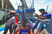 Cận cảnh mẻ cá ngừ đại dương nặng 40 - 60kg/con cập cảng ngày giáp Tết