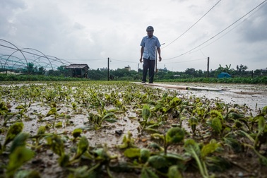 Lũ rút, để lại nỗi lo trên đồng rau bầm dập