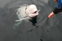 Lý giải chuyện cá voi trắng nghi là "gián điệp của Nga" lạc sang Na Uy