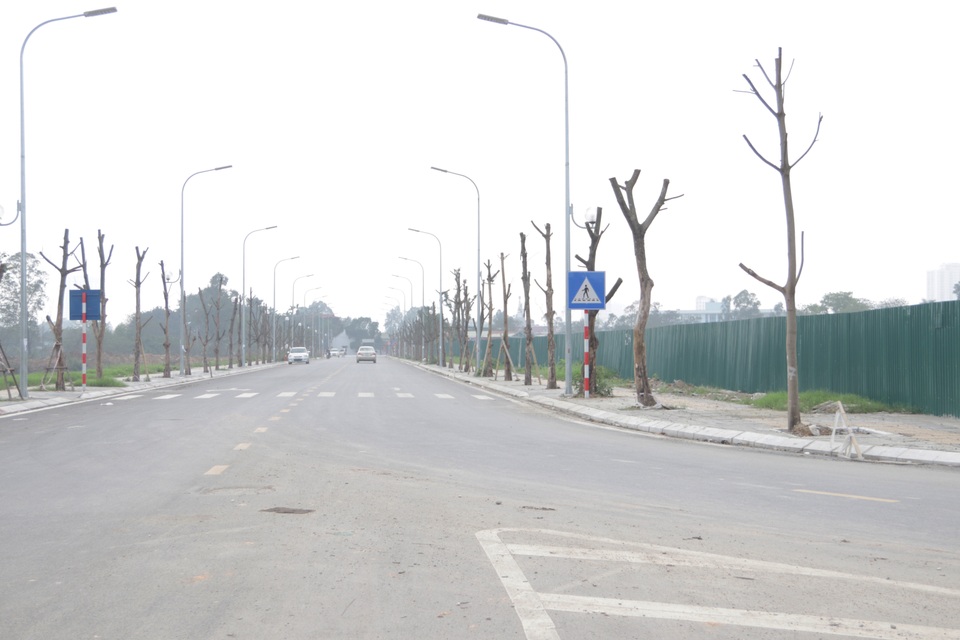 Hà Nội: Hàng trăm cây xanh chết khô trên con đường mới mở - 1 Hà Nội: Hàng trăm cây xanh chết khô trên con đường mới mở - 1