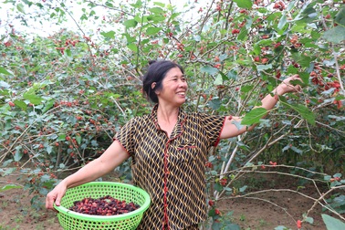 Mùa dâu tằm, phụ nữ hái quả mỏi tay, cả ngày thu tiền triệu