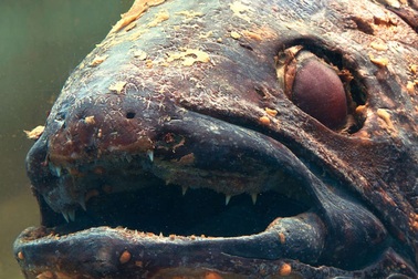 Phát hiện điều đau lòng trong bụng loài cá “hóa thạch sống”