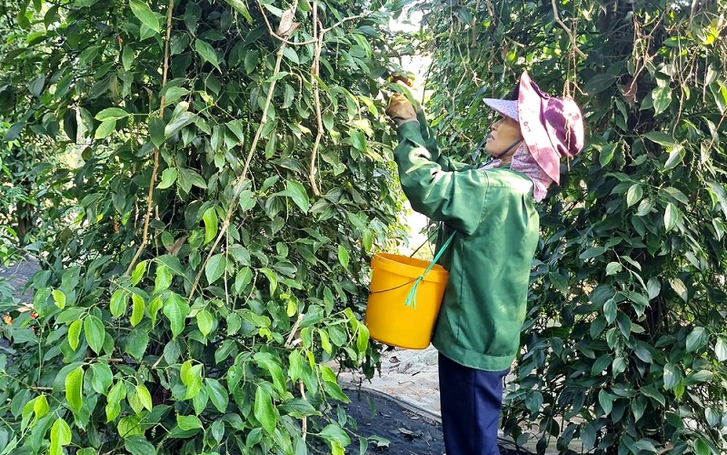 Kẹt đường sang châu Âu, doanh nghiệp xuất khẩu tìm cách bán hàng về nội địa - 2 Kẹt đường sang châu Âu, doanh nghiệp xuất khẩu tìm cách bán hàng về nội địa - 2