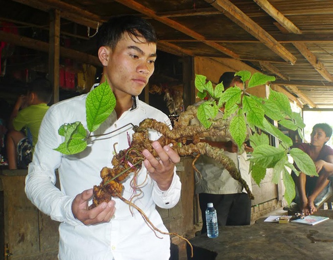 sâm Ngọc linh, sâm khủng, cụ sâm, sâm cổ, vào rừng tìm sâm, sâm quý, trồng sâm trong rừng