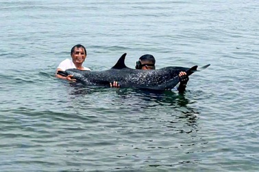 Cá heo đốm nhiệt đới nặng 200kg chết sau một ngày được giải cứu