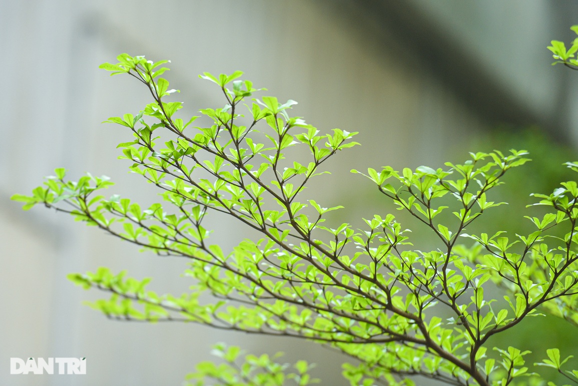 Người Hà Nội đổ xô tới chụp ảnh với đường lá bàng đẹp như Hàn Quốc - 5 Người Hà Nội đổ xô tới chụp ảnh với đường lá bàng đẹp như Hàn Quốc - 5
