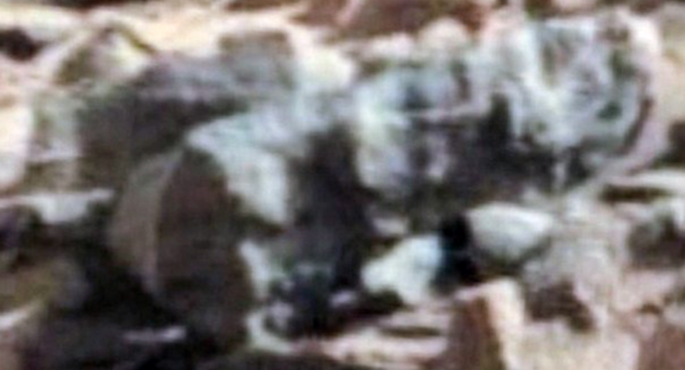 Những sinh vật sống vẫn đang… tồn tại trên sao Hoả? - 1