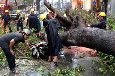 Hơn 20 thanh niên "đội mưa" để giải cứu nạn nhân bị cây cổ thụ đè