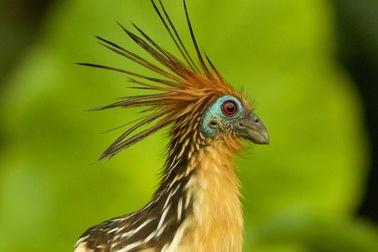 Loài chim thối nhất thế giới, cơ thể tỏa ra mùi nồng nặc như phân bò