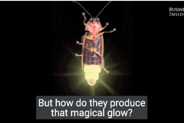 Tại sao đom đóm lại phát sáng?