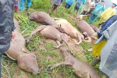 Lũ quét sạch lán trại, gia chủ cùng 11 con bò bị vùi lấp