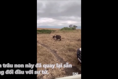 Cái kết bi thảm của trâu non lạc đàn bị sư tử rượt đuổi