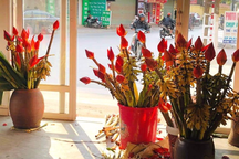 Bất ngờ với công dụng chữa bệnh của loại hoa rừng được chị em săn lùng