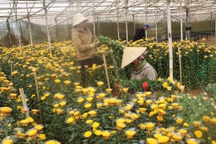 Khan hiếm hàng, cận ngày rằm hoa cúc Đà Lạt tăng giá kỷ lục