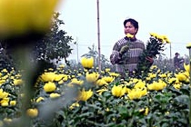 Làng hoa Tây Tựu có nguy cơ “mất tết”