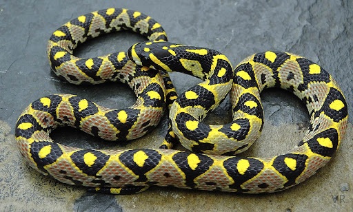 Loài rắn sở hữu họa tiết sặc sỡ và độc đáo tại Việt Nam - 5