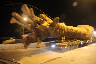 Xe chở cây khủng như “quái thú”: Hàng loạt cơ quan chức năng vào cuộc