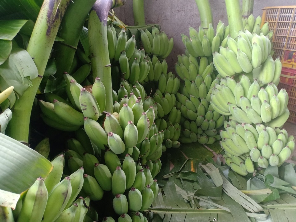 Khánh Hòa: Người dân kém vui vì vụ chuối Tết lớn nhất năm mất mùa - 2