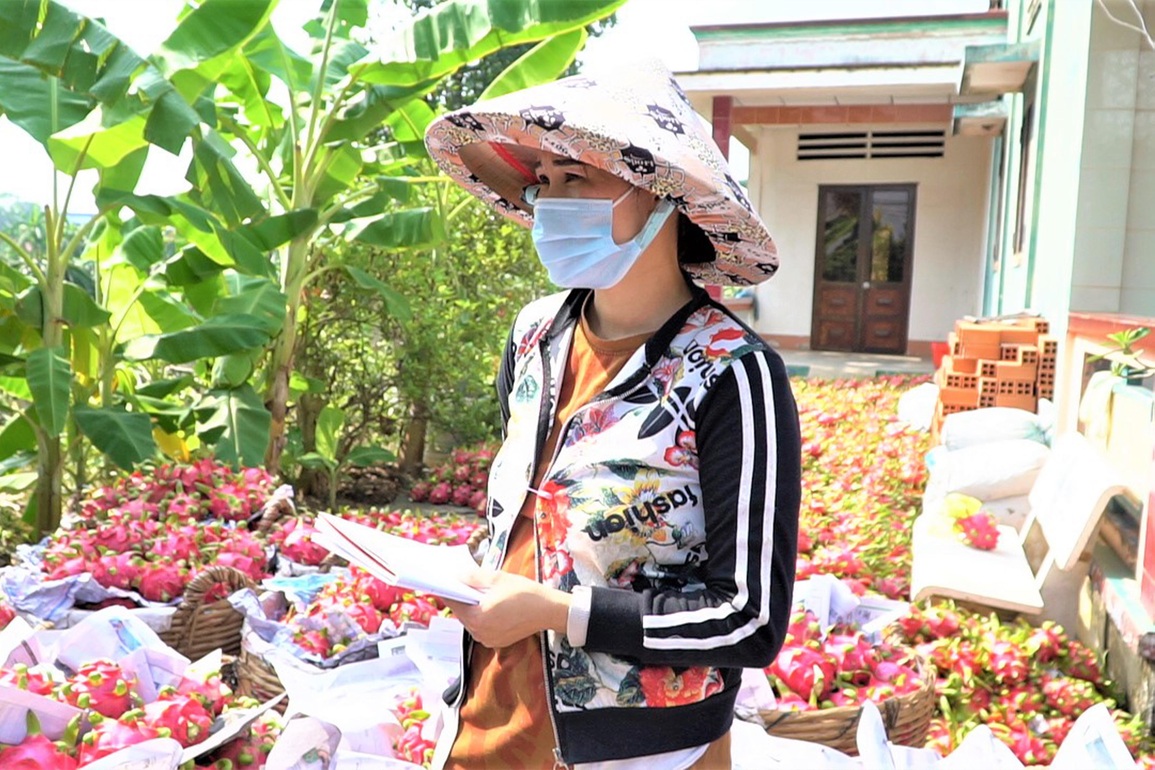 Bán 10 kg thanh long chưa mua nổi 1 tô phở, nông dân lo trắng tay - 4 Bán 10 kg thanh long chưa mua nổi 1 tô phở, nông dân lo trắng tay - 4