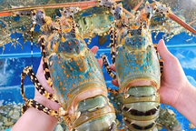 Bất ngờ với số tôm hùm Việt Nam xuất sang Trung Quốc