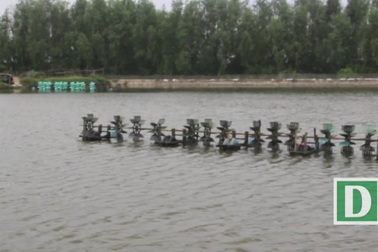 Người nuôi tôm Quảng Trị ngậm ngùi vì rớt giá thê thảm