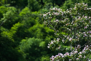 Đẹp nao lòng hoa săng lẻ "nhuộm" tím biên cương