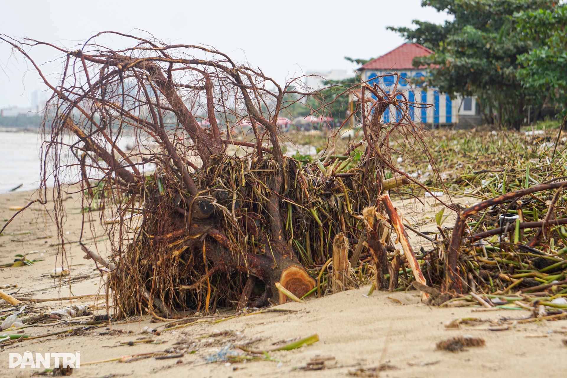 Hình ảnh bờ biển Đà Nẵng khác lạ sau mưa lũ - 4