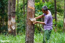 Cuộc sống du mục của thợ cạo nhựa thông giữa đại ngàn