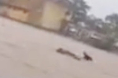 Kinh hoàng với clip người đàn ông ôm chặt bè cá trôi giữa lũ