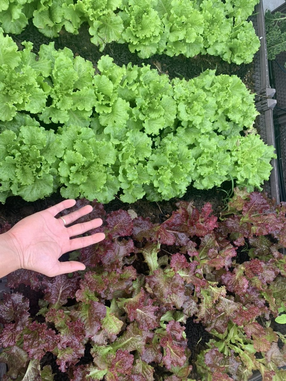 Làm vườn rau sạch, hái tặng hàng xóm suốt 2 tháng mùa dịch - 6 Làm vườn rau sạch, hái tặng hàng xóm suốt 2 tháng mùa dịch - 6