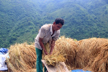Lúa rẫy và bài toán về đảm bảo lương thực vùng cao