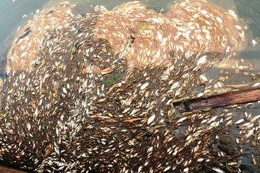 Vụ cá chết trên sông Bưởi: Cần khởi tố vụ án hình sự?