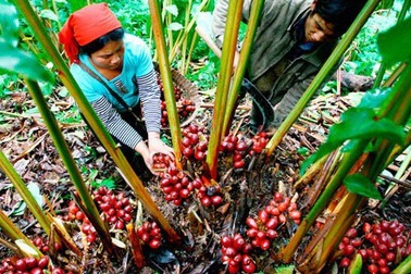 “Vàng đỏ” giúp đổi đời người dân Lai Châu