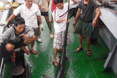 Chuyện cá mập ở biển Đông