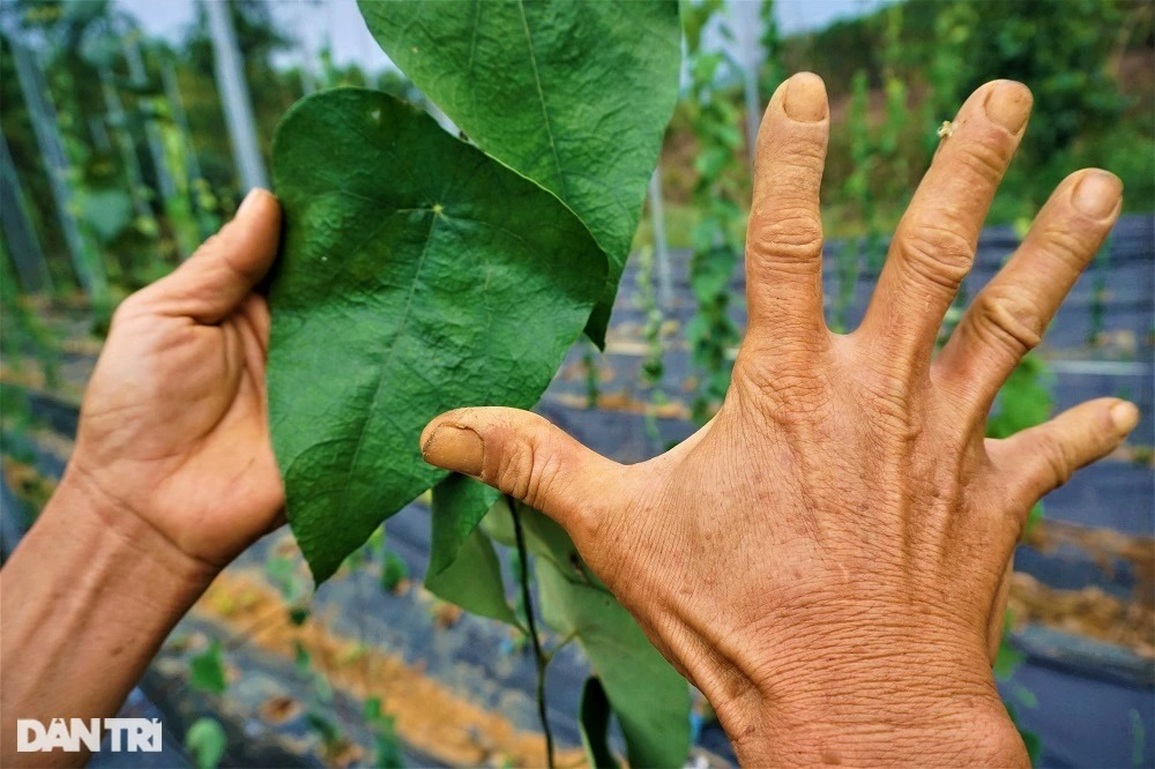 Thu tiền tỷ nhờ trồng loài cây dại, càng nắng nóng càng hái ra tiền - 6 Thu tiền tỷ nhờ trồng loài cây dại, càng nắng nóng càng hái ra tiền - 6